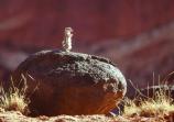 Antelope Ground Squirrel