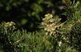 Branch of pinyon pine (Pinus edulis) tree showing needles and immature cone.