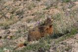 Yellow-bellied Marmot