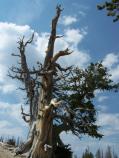 Bristlecone Pine