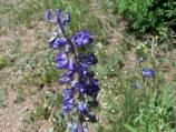 Wildflower