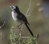 Black-throated Sparrow, Scientific Name: Amphispiza bilineata