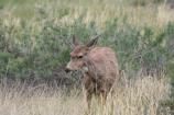 Mule Deer grazing in Chaco Canyon. Schientific name: Obdocolleus hemionus.