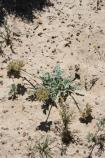 Photo of Indian parsley with seed pods. Also known as bisquit root.