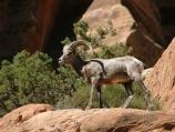 A male bighorn sheep's horns grow longer each year and can be used to determine age.