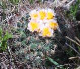 In the Cactus Family.