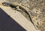 Size: 8-12 inches with tail. Tail is twice as long as the body.