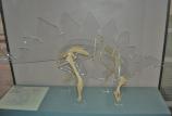 juvenile stegosaurus