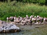 Bighorn sheep on the bank of the Green River