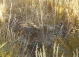 Bobcat in the grass
