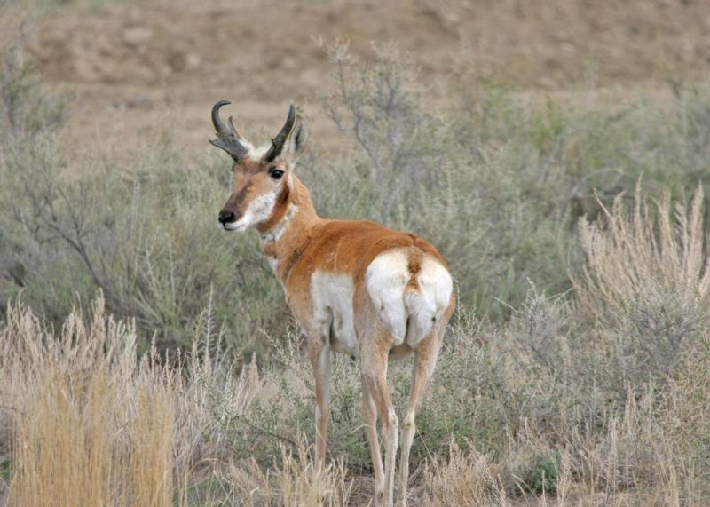 Photo Gallery (U.S. National Park Service)