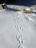 Cottontail Rabbit Tracks Near Plug Hat