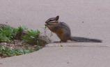 Cliff Chipmunk