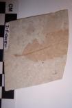 Image of fossil leaf