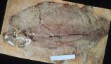 Largest type of fossil fish found at Florissant