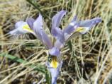 This is an image of the common wild iris that can be found all over the monument.