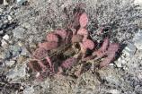 Prickly pear