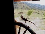 A visiting lizard