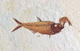 This fossil fish was not found in a mass mortality (beds that contain hundreds of fish on one surface) suggesting it did not die in a catastrophe. It most likely died from starvation or suffocation because it could not spit the Knightia out. (Diplomystus is approximately 17 cm long)