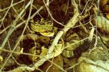 Photograph ofa a Black-tailed Rattlesnake taken near the trail to the Cliff Dwellings