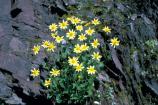 Arnica