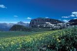Alpine Meadow