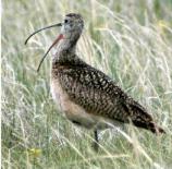 This shorebird is often found in the grasslands.