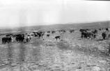 Conrad Warren's cattle grazing at the Deer Lodge Cow Camp around 1940.