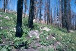 regrowth after fire, flowers and charred tree trunks