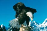 Bald eagle standing on stump with Tetons in background