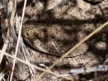 Western diamonback rattlesnakes are commonly encounted at Montezuma Castle National Monument.