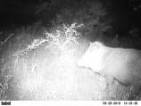 Javelina caught on the wildlife cam!