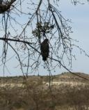 A nesting pair of Common Blackhawks are frequently observed hunting for aquatic animals along Beaver Creek at Montezuma Well.
