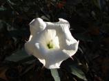 This large white flower is indeed very beautiful, but beware it is highly toxic and consuming even just a little bit of it can kill you.