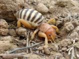 Despite their name, Jerusalem crickets are not true crickets. These nocturnal, flightless insects spend their evenings hunting for their favorite food: dead plants. While they are not poisonous, they can inflict a painful bite.
