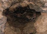 Ringtails are secretive nocturnal predators that are seldom seen. Members of the raccoon family (Procyonidae), these shy mammals spend the day hiding in caves and tree hollows. They can occasionally be spotted scampering along the walls of Montezuma Castle (where this one was photographed) or in the Swallet Ruin at Montezuma Well.