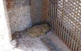 This Sonoran Desert Toad (Bufo alvarius) was spotted resting up against the border fence. We wondered if it had a passport.