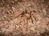 Despite their appearance, tarantulas are very docile animals, however you should never try and handle one because their bite is poisonous.