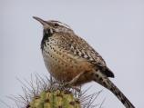Arizona's state bird, the cactus wren.