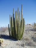 Organ Pipe Cactus