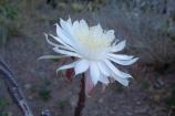 This cactus usually resembles dead sticks, but for one night only, each year, this incredible blossom smells like a rose.
