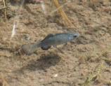 The Quitobaquito Pupfish is an endangered resident of Organ Pipe Cactus National Monument. The only place in the world where it can be found is Quitobaquito.