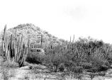 Penetrating deep into the desert, this car appears lost in a huge growth of Sinitas. The plant at the extreme left is an Organ Pipe. (Taken 1944)
