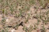 This Horned Lizard blends in perfectly in its surroundings.