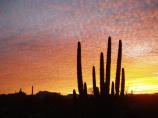 As the sun sets or rises, the shadows of the cactus give the impressions of people on the horizon.