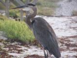 The Great Blue Heron (Ardea herodias), is a year round resident of Padre Island Nationsl Seahore. This big bird measures 46