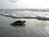 Green sea turtle hatchling faces the Gulf surf.