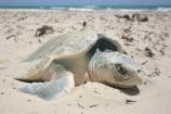 Kemp's ridley nesting