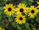 Cucumber-leaved sunflowers are common around the Malaquite Visitor Center.