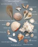 Shown here are some of the more common seashells found on Padre Island.